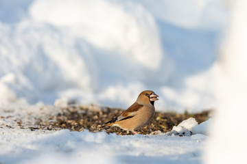Ein Kernbeißer am Boden bei der Winterfütterung