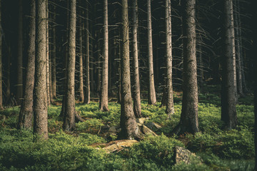 Nationalpark Harz, Fichtenwald mit Heidelbeeren