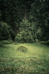 Nationalpark Harz, Fichtenwald