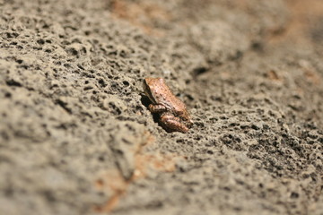 Assorted wildlife of USA