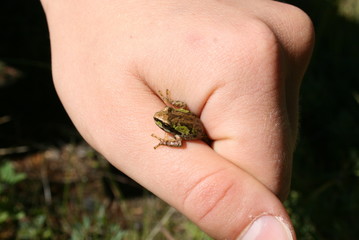 Assorted wildlife of USA