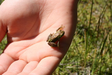 Assorted wildlife of USA