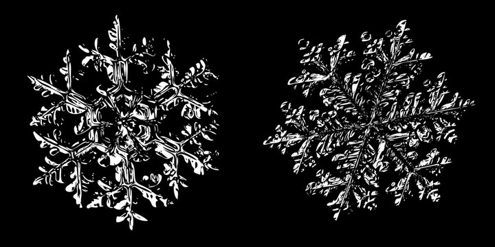 Two snowflakes on black background. Illustration based on macro photos of real snow crystals: elegant stellar dendrites with fine hexagonal symmetry, ornate shapes, relief surface and complex details.
