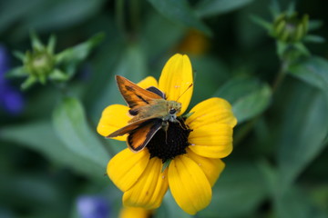 Assorted wildlife of USA