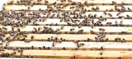 Beekeeper working with bees in the apiary