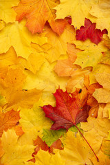 Fototapeta na wymiar Bright multicolored maple leaves lying on the ground. Top view of the red, orange, yellow and green leaves of the maple. Closeup. Bright colors of Autumn.