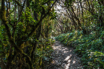 Path in green forest