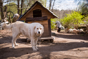 Big white dog on the background of the doghouse. A dog on a thick chain guards the house, territory and livestock. Agriculture and rural life.