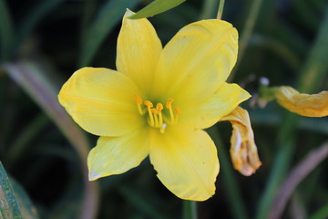 Obraz premium Pretty Yellow Flower