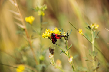 Бабочка Zygaena filipendulae
