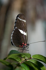 Cockrell Butterfly Center