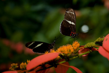 Cockrell Butterfly Center