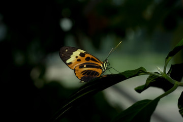 Cockrell Butterfly Center