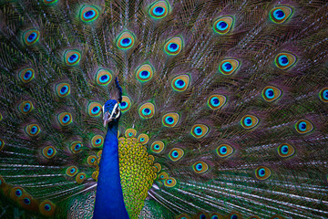 Indian Peacock, peacock feathers, dancing peacock close up, close up of peacock