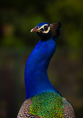 Indian Peacock, Peacock closeup, peacock head, peacock feathers, dancing peacock close up, close up...