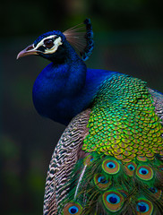 Indian Peacock, Peacock closeup, peacock head, peacock feathers, dancing peacock close up, close up...