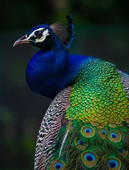 Fototapeten Indian Peacock, Peacock closeup, peacock head, peacock feathers, dancing peacock close up, close up of peacock © Raj