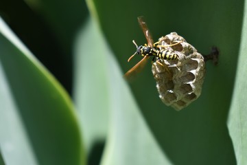 the little insect pollinates a flower