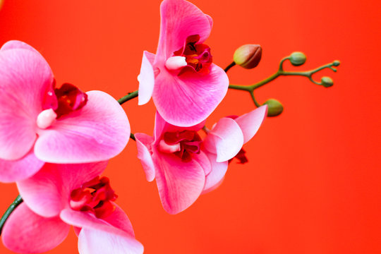 Pink Orchid - Powered by Adobe
