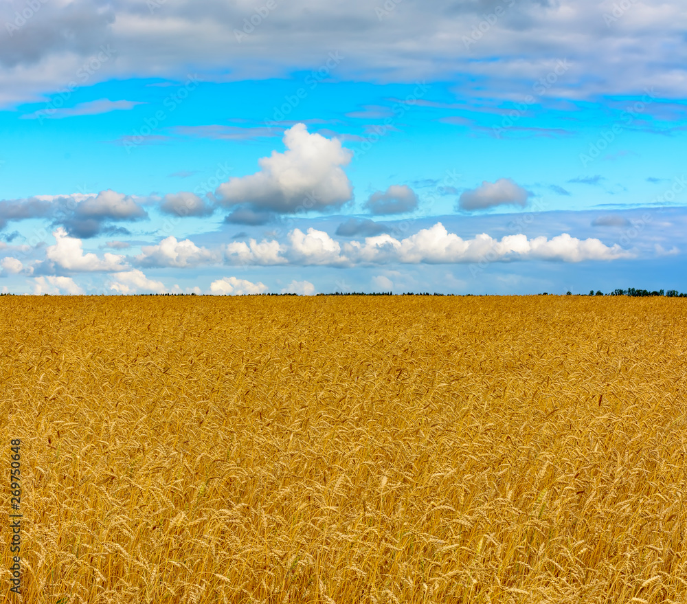 Wall mural a field of ripened grain before the harvest.