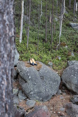 moss on the rocks