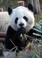 Giant Panda at Chengdu Panda Reserve (Chengdu Research Base of Giant Panda Breeding) in Sichuan, China. Giant pandas, pandas, Chengdu, reserve, bamboo