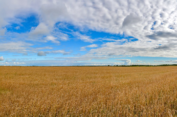 Field with ripened crops in the Leningrad region.