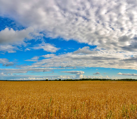 A field of ripened grain before the harvest.