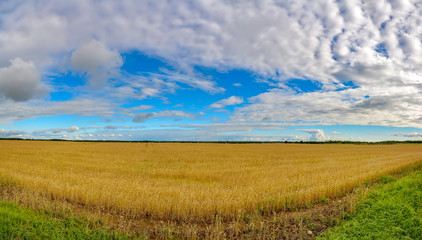 A field of ripened grain before the harvest.