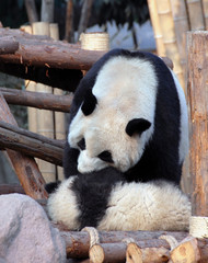 Obraz premium Panda mother and cub at Chengdu Panda Reserve (Chengdu Research Base of Giant Panda Breeding) in Sichuan, China. Two pandas looking at each other. Subject: Pandas, Cub, Reserve, Chengdu.