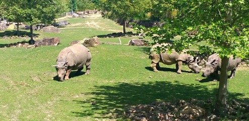 Obraz premium Rhinocéros du zoo 