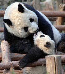 Panda mother and cub at Chengdu Panda Reserve (Chengdu Research Base of Giant Panda Breeding) in...