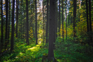 Fototapeta na wymiar A sunny day in the autumn forest.