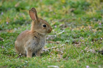 small rabbit