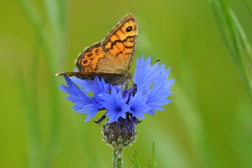 butterfly on a flower