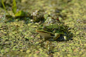 frog in a pond