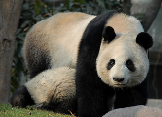 Fototapeta premium Panda mother and cub at Chengdu Panda Reserve (Chengdu Research Base of Giant Panda Breeding) in Sichuan, China. Two pandas looking at each other. Subject: Pandas, Cub, Reserve, Chengdu.