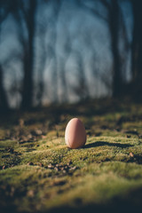 Osterei in der Natur, Moos, Wald