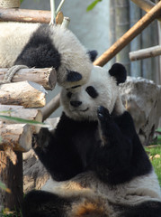 Panda mother and cub at Chengdu Panda Reserve (Chengdu Research Base of Giant Panda Breeding) in Sichuan, China. Two pandas looking at each other. Subject: Pandas, Cub, Reserve, Chengdu.