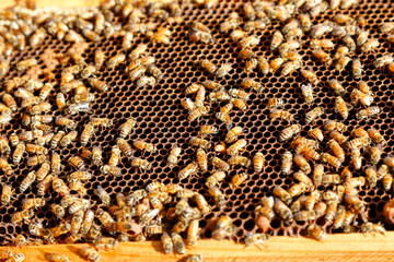  Bee keeper. Bees on honeycomb