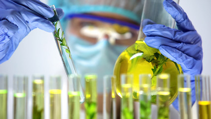 Researcher comparing plants in test tube and flask, genetic breeding experiment