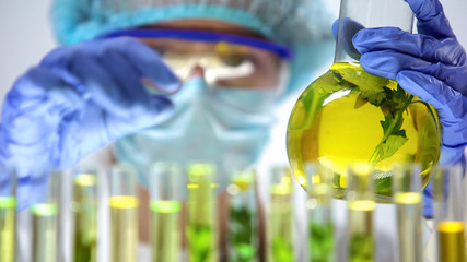 Scientist hand holding flask with green plant, agriculture experiment, perfumery