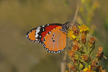 Sultan's butterfly ; Danaus chrysippus