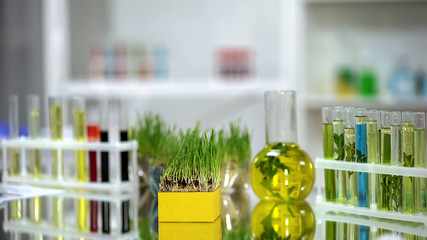 Wheatgrass and tubes with colored pesticides and fertilizers standing on table