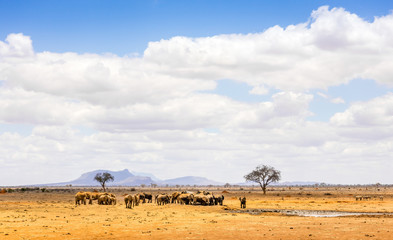 African elephants in Kenya