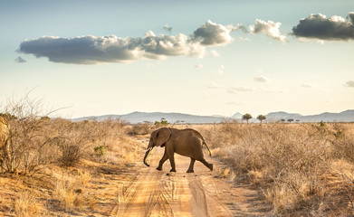 African elephant in Kenya - 269752669
