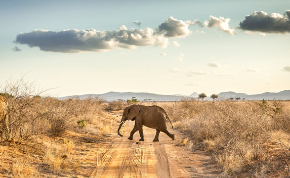 African elephant in Kenya