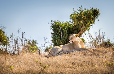 African lioness in Kenya