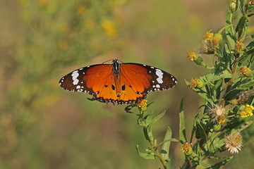 Sultan's butterfly ; Danaus chrysippus
