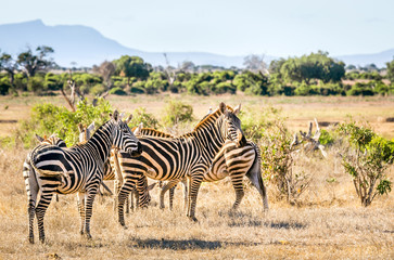 Fototapeta premium African zebras in Kenya